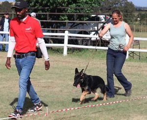 German Shepherd Breed Show Draws Crowds at George Agricultural Show